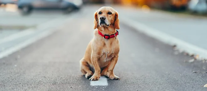 Foto: Zivica Kerkez/Shutterstock