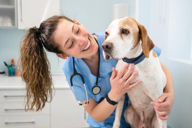 S pomočjo mikročipa bodo veterinarji hitro našli lastnika psa. FOTO: David Herraez Calzada/Shutterstock
Foto: