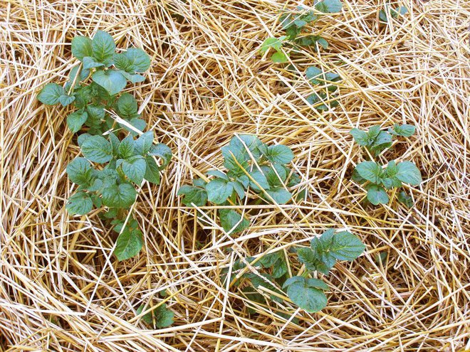 Zastirka na krompirju. Foto: Viacheslav Zhedankov/Shutterstock 
Foto: