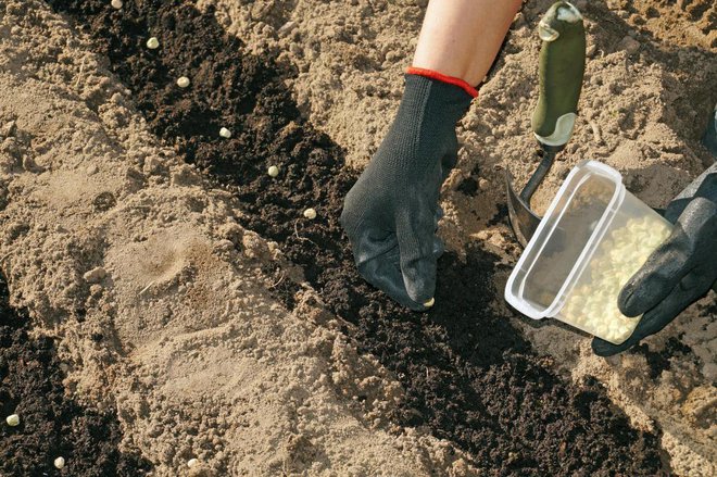 Posejanemu grahu mraz ne bo škodil. Foto: vladdon/Shutterstock
Foto: