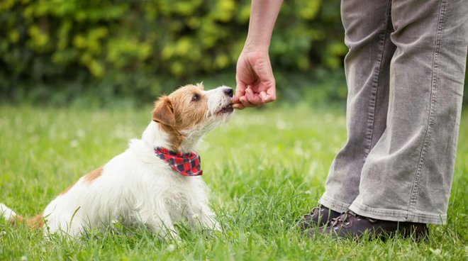 Pri začetnem učenju odpoklica je nagrada ključnega pomena. FOTO: Reddogs/Shutterstock
Foto: