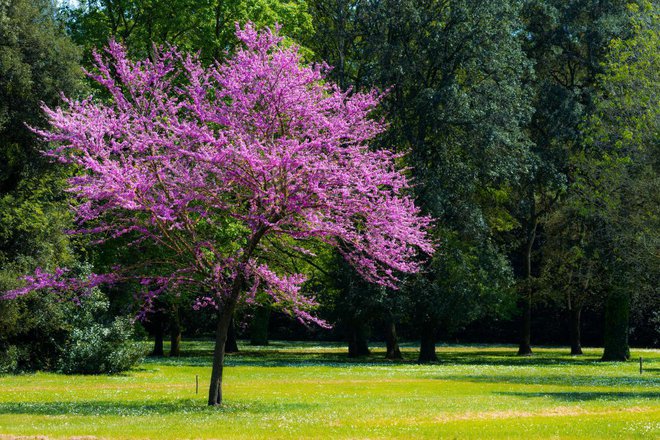 Judeževo drevo izvira iz Sredozemlja. Foto: Alextype/Shutterstock
Foto: