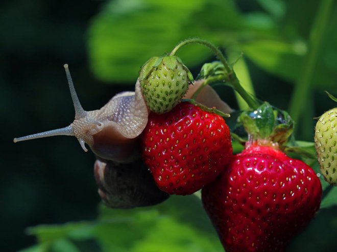 Polže redno pobiramo. Foto: MakroBetz/Shutterstock
Foto: