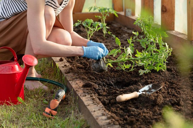 Paradižnik naj gre na gredice po ledenih možeh. Foto: Arturs Budkevics/Shutterstock
Foto: