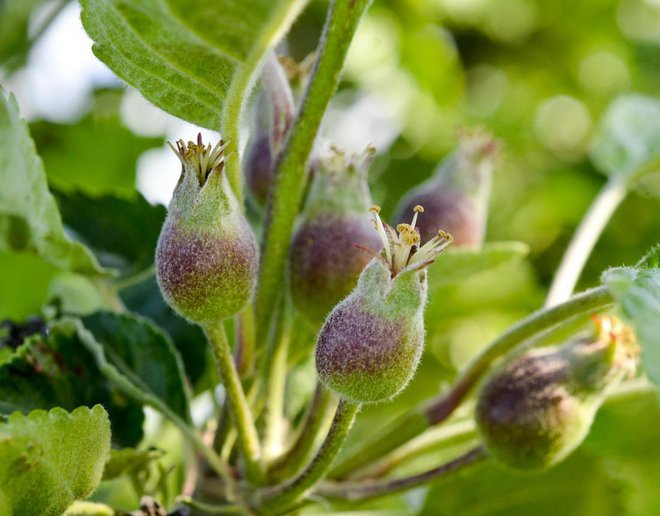 Proti koncu meseca redčimo sadne plodiče, de se jih bo otrebil sam. Foto: agrofruti/Shutterstock
Foto: