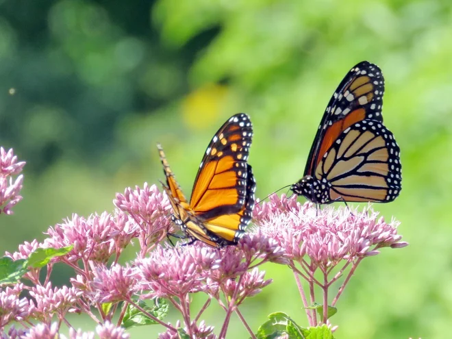 Foto: emkaplin/Shutterstock