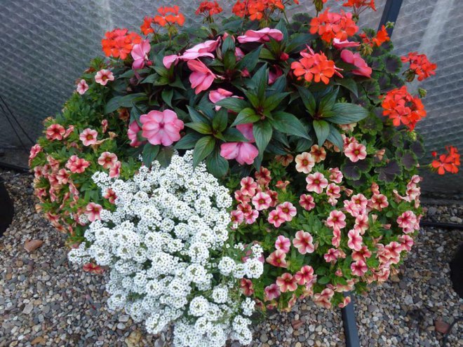 Sončno kombinacijo sestavljajo drobni milijon zvončki, sončna vodenka Sunpatiens, pokončna pelargonija in grobeljnik.
Foto: