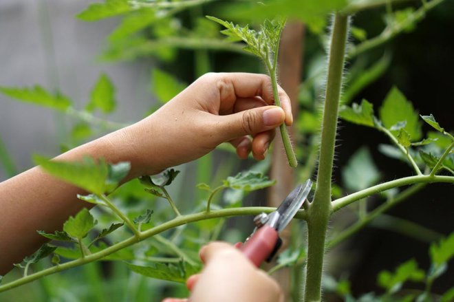 Pri visokih sortah paradižnika zalistnike odstranjujemo. Foto: johan kusuma/Shutterstock
Foto: johan kusuma/Shutterstock