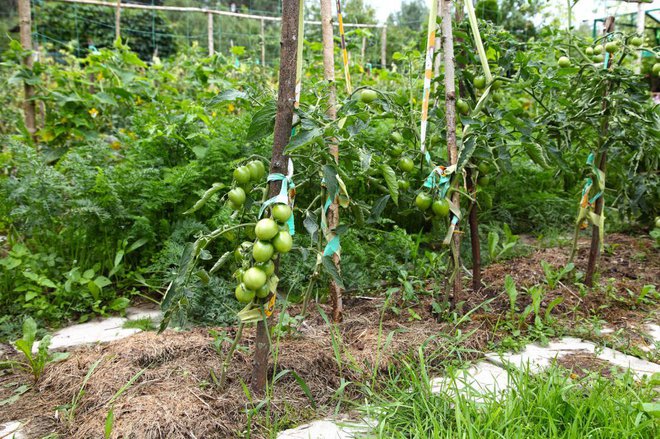 Zastirka pod paradižnikom poskrbi, da so rastline enakomerno oskrbljene z vlago. Foto: Nadzeya Pakhomava/Shutterstock
Foto: Nadzeya Pakhomava/Shutterstock