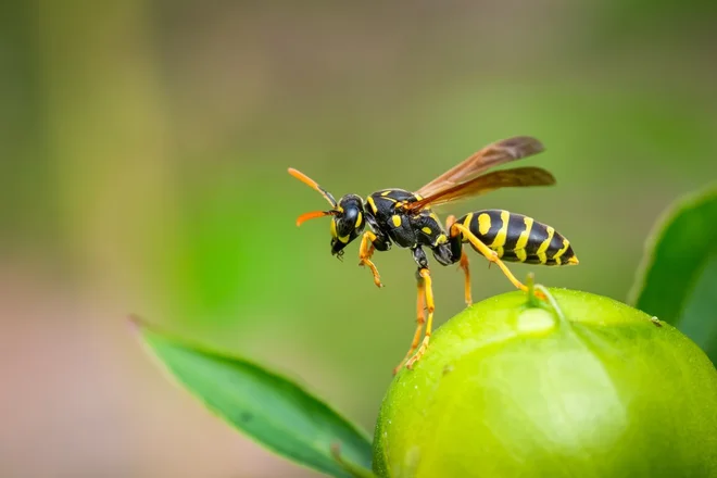 Foto: Luc Pouliot/Shutterstock