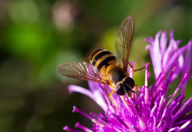 Foto: Iunzhakova Iuliia/Shutterstock