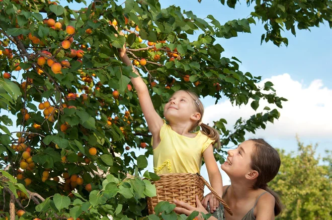 Foto: Oksana Klymenko/Shutterstock