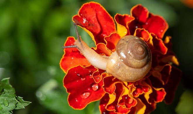 Tudi tagetes je vaba za polže. Foto: Milton Buzon/Shutterstock
Foto: