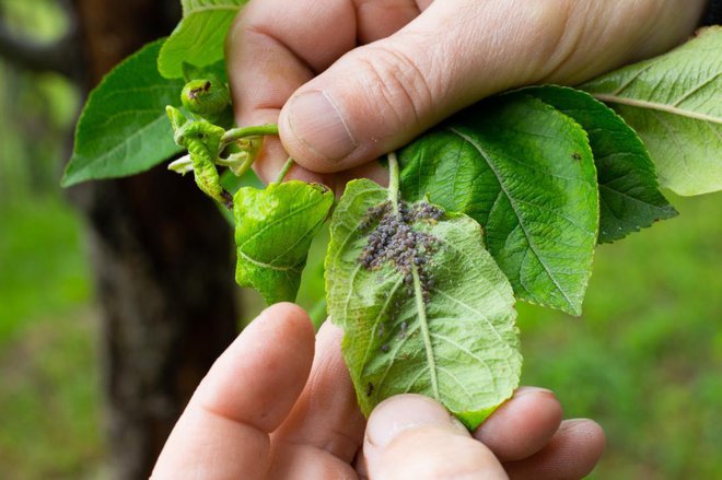 Močno ušive vršičke manjših sadnih dreves izrezujemo ali pomakamo v raztopino insekticida v posodi. Foto: Natalia Kokhanova/Shutterstock
Foto: