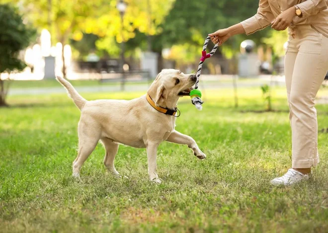 Foto: Pixel-Shot/Shutterstock