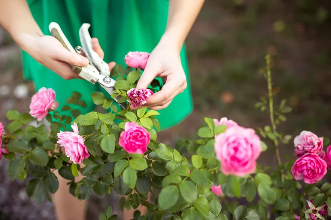 Foto: OlgaPonomarenko/Shutterstock