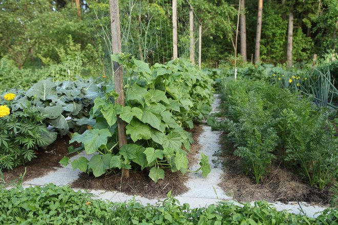 Zastirka ohranja tla vlažna, zmanjša potrebo po zalivanju, poleg tega padavine tal ne zbijejo. Foto: Nadzeya Pakhomava/Shutterstock
Foto: