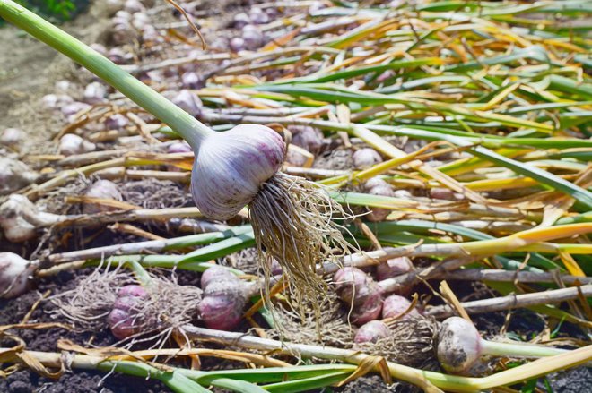 Sveže pobran česen Česna  ne pobiramo, ko so stebla povsem suha in razpadla, temveč ko so rastline še tri četrt zelene. Foto. Kobzev Dmitry/Shutterstock
Foto: