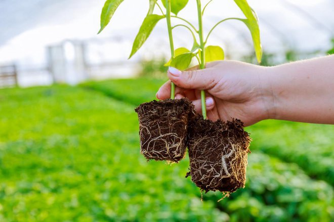 Sadike s kakovostnimi koreninami. FOTO: ZhakYaroslav/Shutterstock
Foto: ZhakYaroslav/Shutterstock