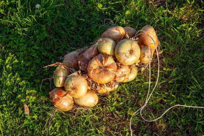 Čebulo je priporočljivo pospraviti z vrta, ko je suha tretjina listov. Tako zvezana bo dobro prezimila tudi v domači suhi shrambi. FOTO: rsooll/Shutterstock Foto: