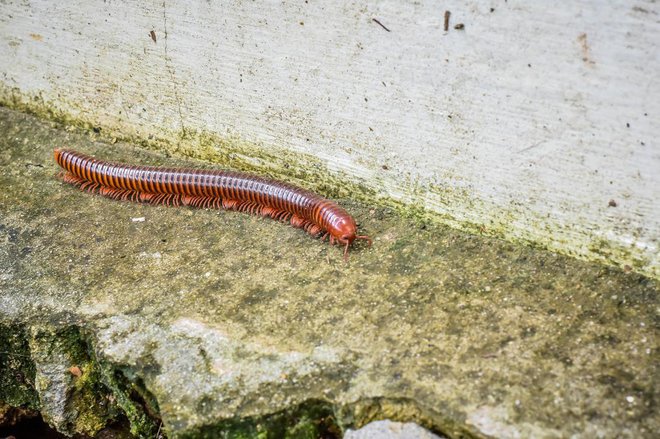 Železna kačica se zateče le tja ob hišo, kjer je vlažno. Foto: MUNGKHOOD STUDIO/Shutterstock
Foto: