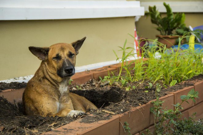 Če se bo kuža dolgočasil, se bo začel zabavati po svoje. Nekateri si krajšajo čas s kopanjem luknje. FOTO: Ton Bangkeaw/Shutterstock
Foto: