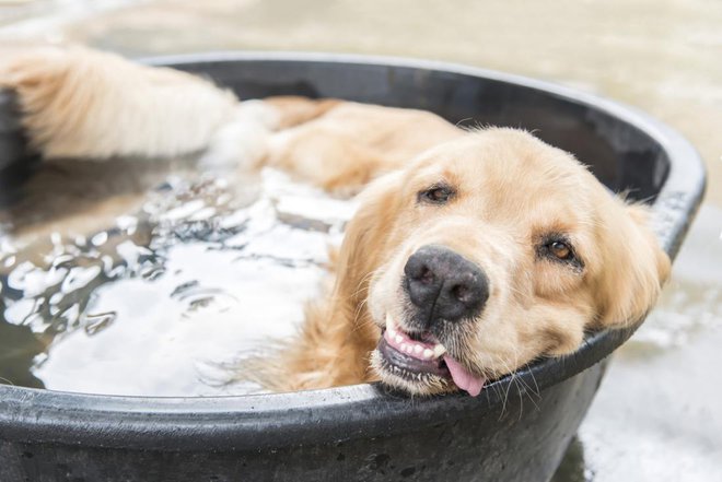 Tudi psom je poleti vroče. FOTO: APIWICH PUDSUMRAN/Shutterstock
Foto: