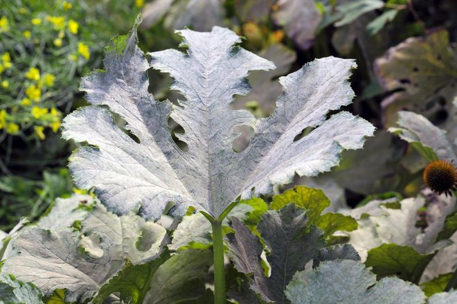 Pepelasta plesen na bučki. Foto: Tomasz Klejdysz/Shutterstock
Foto: