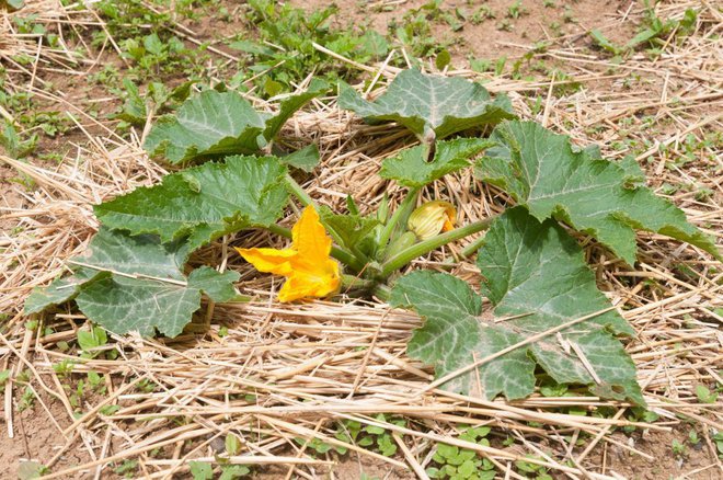 Če bomo tla okoli bučk zastrli, bodo enakomerneje oskrbljene z vodo in zato bolj odporne. Foto: Cristian Storto/Shutterstock
Foto: