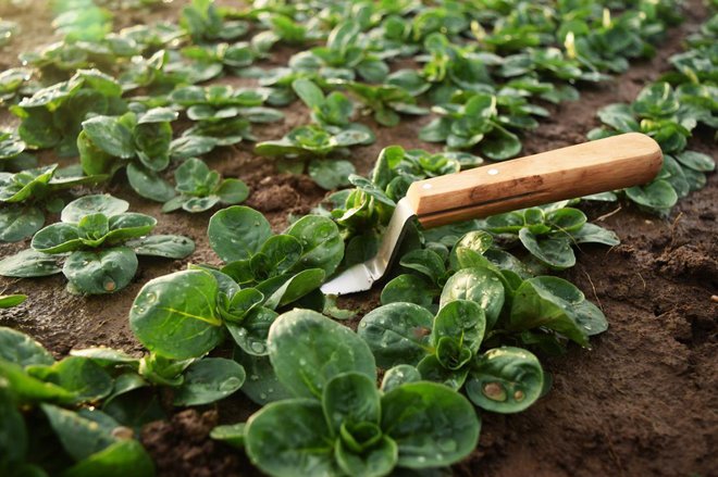 Pri setvi se potrudimo , da seme motovilca ne bo padlo na tla pregosto, primerno je vsaj 2 cm narazen. Foto: Ivonne design/Shutterstock
Foto: