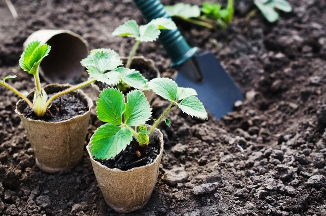 Foto: Rudenko Alla/Shutterstock