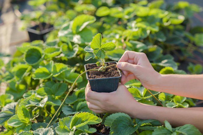 Mladiko jagode na živici lahko pustimo, da se ukorenini na robu grede, še bolje je, da ji za ukoreninjenje namestimo lonček. Foto: FotoDuets/Shutterstock
Foto: