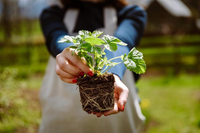 Velike zelene sadike iz lončkov, ki imajo razraščen koreninski sistem, lahko sadimo kadarkoli v sezoni. Foto: Damian Lugowski/Shutterstock
Foto: