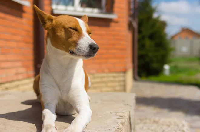 Foto: Yuri Kravchenko/Shutterstock