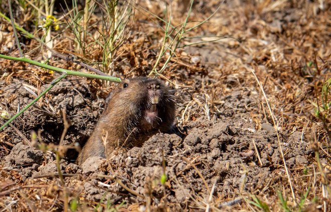 Voluhar ima močne sprednje glodače. Foto: David A Litman/Shutterstock
Foto: