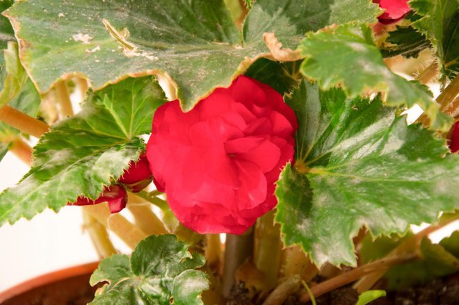 Gomoljna begonija je v sobi priljubljen okras, a žal pogosto oboli za pepelasto plesnijo. Foto: aarud/Shutterstock
Foto: