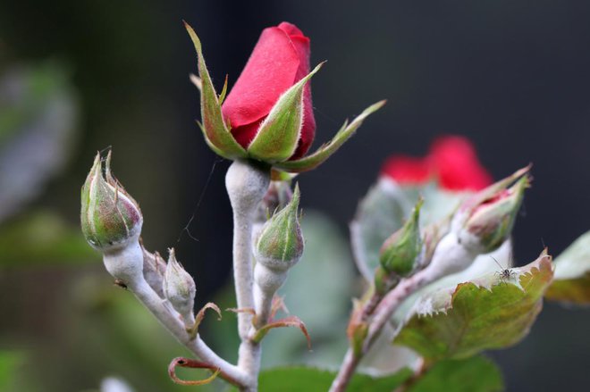 Male ulončene vrtnice s plesnivo oblogo na pecljih. Foto: i-am-helen/Shutterstock
Foto: