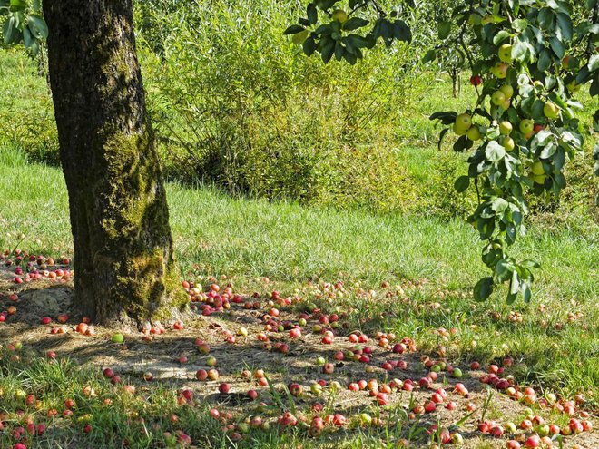 Odpadla jabolka niso primerna za kis, saj so prisilno dozorela zaradi črvivosti, poleg tega imajo premalo sladkorja. Foto: Bildagentur Zoonar GmbH/Shutterstock
Foto: