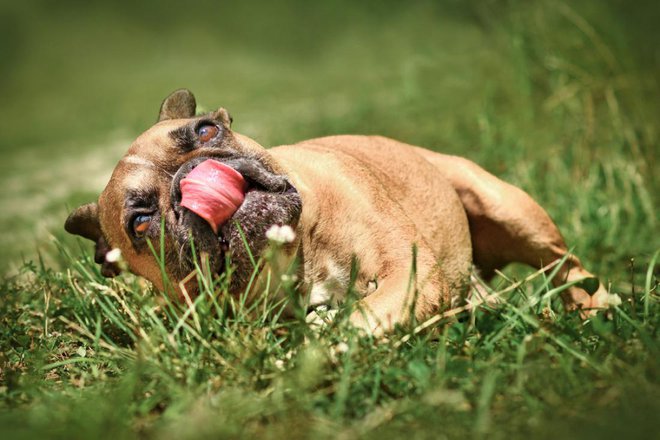 Tudi oblizovanje je eden od pokazateljev, da se kuža počuti nelagodno. FOTO: Firn/Shutterstock
Foto: