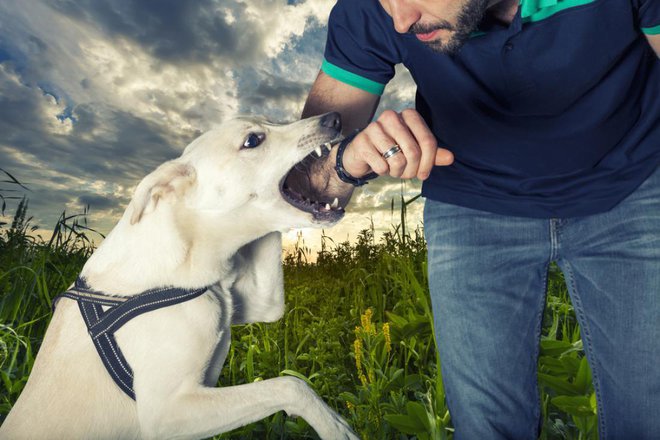 Po ugrizu uradni veterinar v inšpekcijskem postopku po potrebi izda odločbo, da je pes nevaren, in ga v centralnem registru hišnih živali označi za nevarnega. Sledi prevzgoja psa. FOTO: Angelo Cordeschi/Shutterstock, Inc.
Foto: