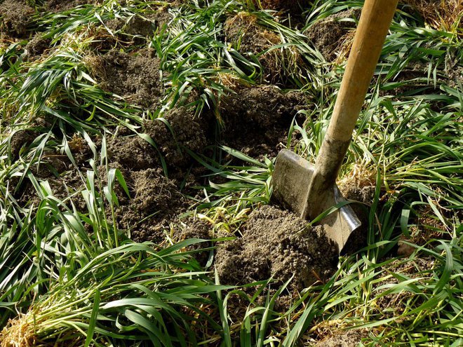 Vkopavanje zelenega gnojenja – glede na višino žita bi bilo bolj praktično, če bi ga prej pokosili. Foto: Denis Pogostin/Shutterstock
Foto: