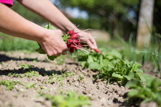 Tudi redkvice se bodo hitro odebelile. Foto: Simon Kadula/Shutterstock
Foto: