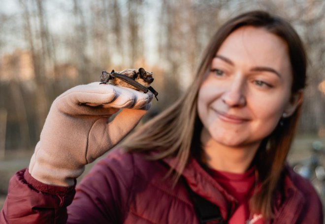 Netopirji skozi okna najpogosteje priletijo v stavbe v drugem delu poletja, ko se mladiči učijo uporabljati sistem eholokacije, ali v času parjenja od konca poletja naprej. Foto: Volha Werasen/Shutterstock
Foto: