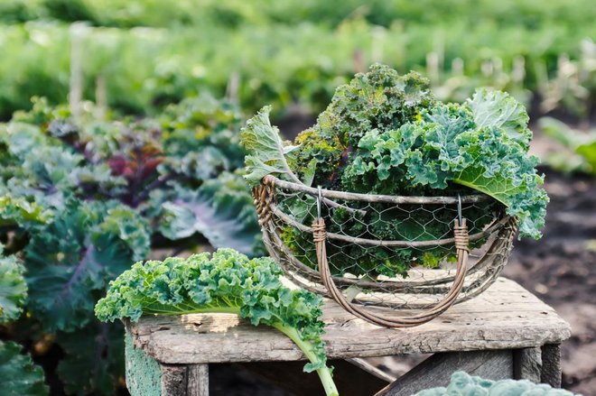 Večino ohrovta lahko pustimo do srede zime na vrtu. Foto: Valentina_G/Shutterstock
Foto: