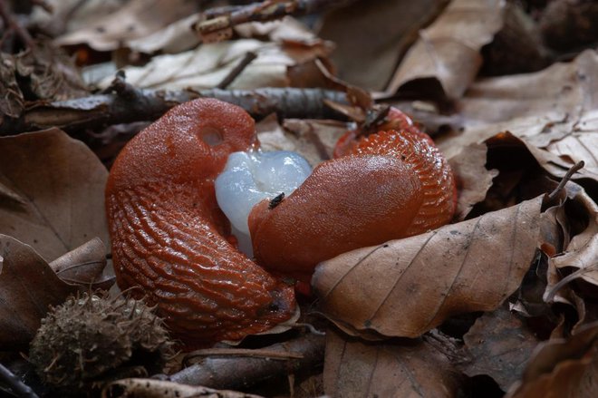 Polži so hermafroditi ali dvospolniki, ki se večinoma medsebojno oplojujejo. Po paritvi oba osebka odlagata jajčeca, lahko pa en osebek tudi oplodi samega sebe. Foto: Dirk Neugebauer/Shutterstock
Foto: