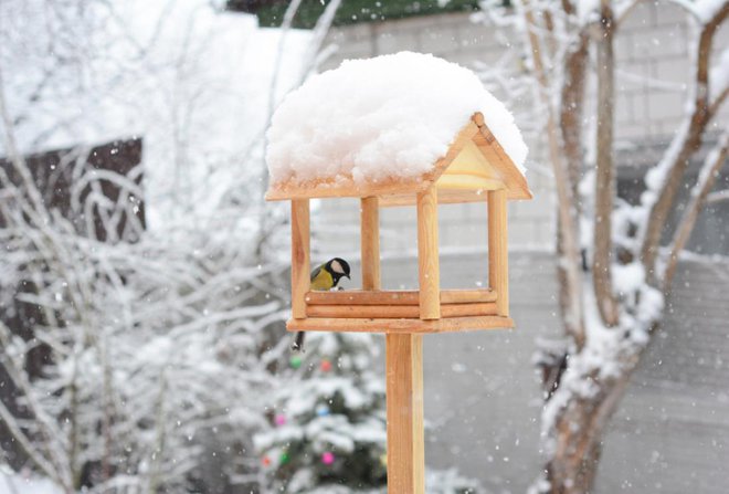 Ko zapade prvi sneg, pripravimo ptičjo krmilnico, v kateri bomo hranili ptičke. FOTO: Radovan1/Shutterstock
Foto: