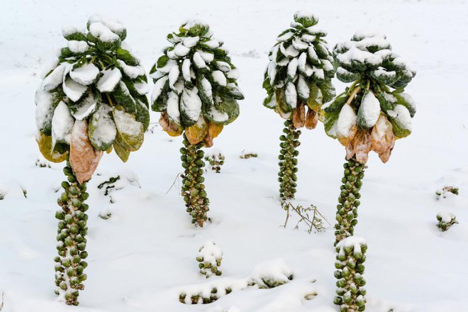 Brstični ohrovt v mrazu dobi slajši okus. Foto: Frank Gaertner/Shutterstock
Foto: