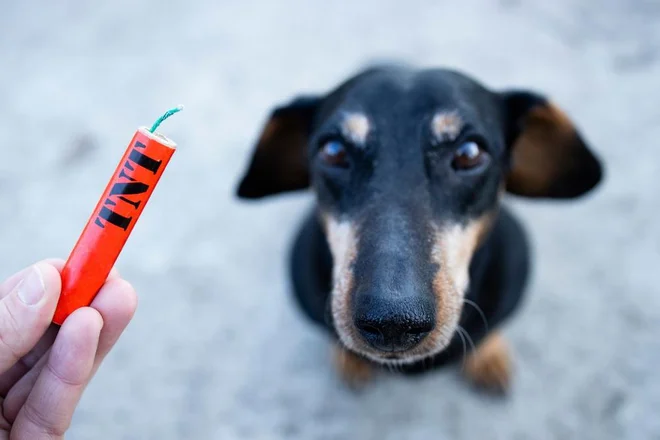 Foto: Aleksandar Malivuk/Shutterstock