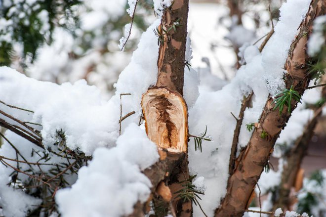 Za lomljenje so najbolj občutljive veje, ki iz debla izraščajo pod ostrim kotom, precej kvišku. FOTO: Srdjan Randjelovic/Shutterstock
Foto: