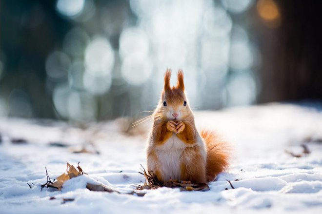 FOTO: VOJTa Herout/Shutterstock
Foto: